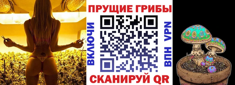 кракен ТОР Почеп Галлюциногенные грибы Psilocybe